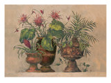 Taste of the Tropics Giclee Print by Barbara Mock