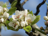 Wild Pear Tree Blossom Fotografisk trykk av Michael Black Wild Pear Tree Blossom Fotografisk trykk av Michael Black