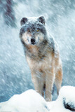 Gray Wolf Posters