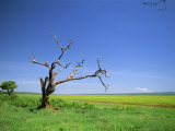 Dead Tree and Landscape, Tarangire National Park, Tanzania, East Africa, Africa Photographic Print by Nigel Callow