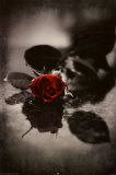 Red Gothic Rose Prints