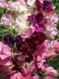 Bunch of Sweet Pea Flowers, Lathyrus Odoratus Old Fashioned Mixed Taken in August Fotografisk trykk av Michael Black Bunch of Sweet Pea Flowers, Lathyrus Odoratus Old Fashioned Mixed Taken in August Fotografisk trykk av Michael Black