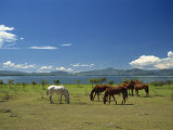 Horses Next to Lake Naivasha, Rift Valley, Kenya, East Africa, Africa Photographic Print by Nigel Callow