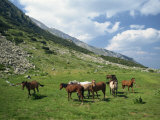 Group of Horses in the Pirim Mountains, Bulgaria, Europe Photographic Print by Nigel Callow