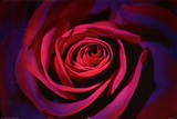 Dark Purple Rose Poster