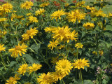 Helianthus X Multiflorus, Taken in August, in Devon, England Fotografisk trykk av Michael Black Helianthus X Multiflorus, Taken in August, in Devon, England Fotografisk trykk av Michael Black