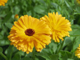 Close-Up of Marigolds Fotografisk trykk av Michael Black Close-Up of Marigolds Fotografisk trykk av Michael Black