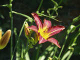 Close-Up of Red Day Lily, Taken in June, in Devon, England Fotografisk trykk av Michael Black Close-Up of Red Day Lily, Taken in June, in Devon, England Fotografisk trykk av Michael Black