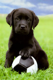 Labrador Poster Labrador Poster