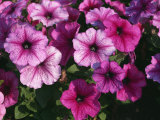 Petunia Flowers, Petunia Hybrida Taken in July Fotografisk trykk av Michael Black Petunia Flowers, Petunia Hybrida Taken in July Fotografisk trykk av Michael Black