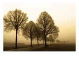 Early Morning Dew Giclee Print by Ilona Wellmann