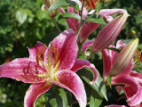 Pink Lily Flowers, Lilium Speciosum Hybrid, Taken in August in a Garden in Devon, England Fotografisk trykk av Michael Black Pink Lily Flowers, Lilium Speciosum Hybrid, Taken in August in a Garden in Devon, England Fotografisk trykk av Michael Black
