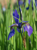 Close-Up of Iris Flower Fotografisk trykk av Michael Black Close-Up of Iris Flower Fotografisk trykk av Michael Black