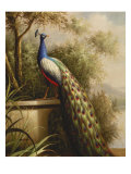 Regal Peacock Giclee Print