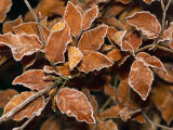 Hoar Frost Crystals Rim Beech Leaves in December in Devon, England, United Kingdom, Europe Fotografisk trykk av Michael Black Hoar Frost Crystals Rim Beech Leaves in December in Devon, England, United Kingdom, Europe Fotografisk trykk av Michael Black