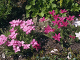 Pink Flowers of Rhodohypoxis Baurii, Taken in May in Devon Fotografisk trykk av Michael Black Pink Flowers of Rhodohypoxis Baurii, Taken in May in Devon Fotografisk trykk av Michael Black