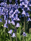 Close-Up of Bluebells, Taken in May, in Devon, England Fotografisk trykk av Michael Black Close-Up of Bluebells, Taken in May, in Devon, England Fotografisk trykk av Michael Black