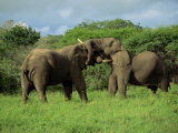 Two African Elephants Greeting, Kruger National Park, South Africa, Africa Photographic Print by Paul Allen