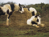 Piebald Welsh Ponies around a Bale of Hay, Lydstep Point, Pembrokeshire, Wales, United Kingdom Photographic Print by Pearl Bucknall