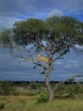 Cheetah in a Tree, Kruger National Park, South Africa, Africa Fotografie-Druck von Paul Allen