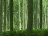Tall Straight Trunks on Trees in Woodland in the Forest of Lyons, in Eure, Haute Normandie, France Photographie par Michael Busselle
