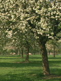 Cider Apple Trees in Blossom in Spring in an Orchard in Herefordshire, England, United Kingdom Photographic Print by Michael Busselle