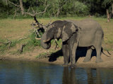 African Elephant on the Edge of Water, Kruger National Park, South Africa, Africa Photographic Print by Paul Allen