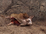 Lion with Prey, Kruger Park, South Africa, Africa Photographic Print by Paul Allen