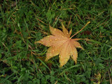 Fallen Leaf on Grass, with Dew Drops Fotografisk trykk av Steve Bavister Fallen Leaf on Grass, with Dew Drops Fotografisk trykk av Steve Bavister