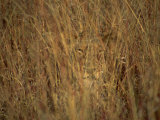 Portrait of a Lioness Hiding and Camouflaged in Long Grass, Kruger National Park, South Africa Photographic Print by Paul Allen