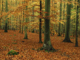 Woodland of Beech Trees in Autumn in the Forest of Compiegne in Picardie, France, Europe Photographie par Michael Busselle