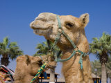 Camel, Sealine Beach Resort, Qatar, Middle East Photographic Print by Charles Bowman