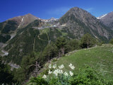 Poets Narcissus, Arinsal, Percanela, Andorra Photographie par Pearl Bucknall