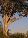 Leopard in a Tree, Okavango Delta, Botswana, Africa Photographic Print by Paul Allen