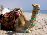 Camel, Sealine Beach Resort, Qatar, Middle East Photographic Print by Charles Bowman