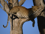 Leopard in Tree, Okavango Delta, Botswana, Africa Photographic Print by Paul Allen