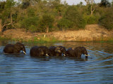 Small Group of African Elephants in Water, Kruger National Park, South Africa, Africa Photographic Print by Paul Allen
