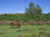 Pony Grazing, New Forest, Hampshire, England, United Kingdom, Europe Fotografisk trykk av Jean Brooks Pony Grazing, New Forest, Hampshire, England, United Kingdom, Europe Fotografisk trykk av Jean Brooks