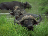 Close-Up of Head of Cape Buffalo, Kruger National Park, South Africa, Africa Photographic Print by Paul Allen