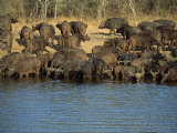 Herd of Cape Buffalo Drinking at a Water Hole, Kruger National Park, South Africa Photographic Print by Paul Allen