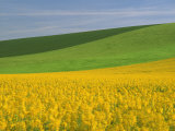 Landscape in Spring with Oil Seed Rape Field in Flower Near Marcilly Le Hayer, Aube, France Fotografisk trykk av Michael Busselle Landscape in Spring with Oil Seed Rape Field in Flower Near Marcilly Le Hayer, Aube, France Fotografisk trykk av Michael Busselle