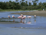 Flock of Roseate Spoonbills in Shallow Water, Pacuare River, Limon Province, Costa Rica Photographie par Pearl Bucknall