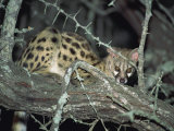 Close-Up of a Single Small Spotted Genet in a Thorn Tree, Kruger National Park, South Africa Photographic Print by Paul Allen