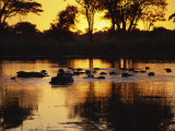 Tranquil Scene of a Group of Hippopotamus in Water at Sunset, Okavango Delta, Botswana Photographic Print by Paul Allen