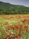 Wild Flowers Including Poppies in the Luberon Mountains, Vaucluse, Provence, France Photographie par Michael Busselle