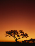 Single Tree Silhouetted Against a Red Sunset Sky in the Evening, Kruger National Park, South Africa Photographic Print by Paul Allen