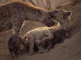 Spotted Hyenas, Kruger National Park, South Africa, Africa Photographic Print by Paul Allen