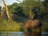 Single Square-Lipped or White Rhinoceros Standing in Water, Kruger National Park, South Africa Photographic Print by Paul Allen