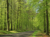 Empty Rural Road Through Woodland in the Forest of Compiegne, Aisne, Picardie, France Photographic Print by Michael Busselle