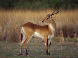 Close-Up of a Red Lechwe, Okavango Delta, Botswana, Africa Photographic Print by Paul Allen